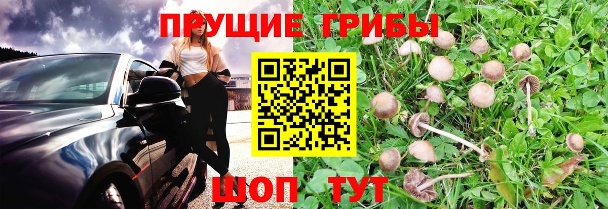 Нижний Новгород  Псилоцибиновые грибы Cubensis  Вход с VPN 